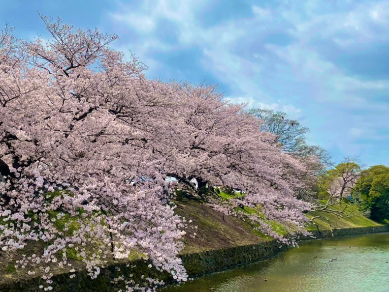 3月レク「綺麗な桜をめでる会」を実施しました！